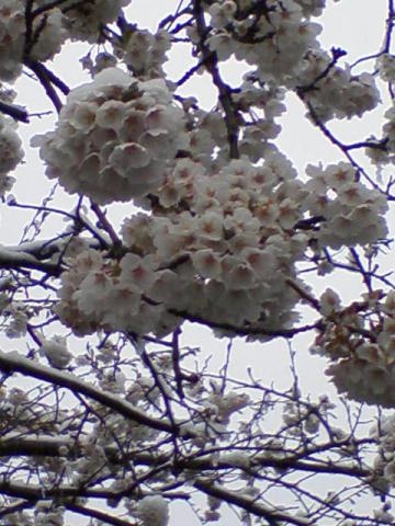 20090426164342.jpg