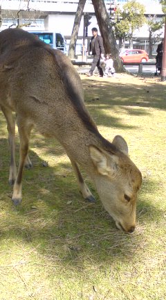 鹿もぐもぐ100224_1139~01.jpg